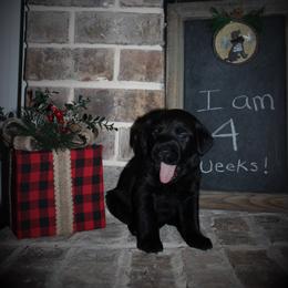 "Faye x Cain Whelped 12/1/20" Labrador Retriever Puppies from Triple L Labs & Co.