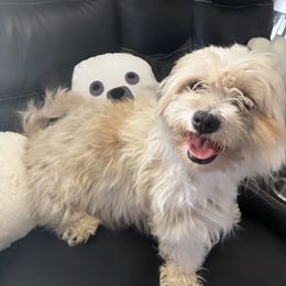 Teddy - Shih Tzu