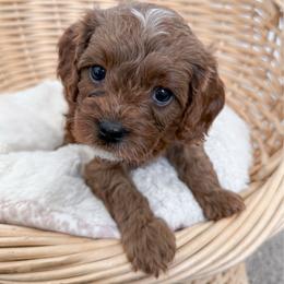 Donut - Red male Cavapoo puppy in Apache Junction, Arizona from Coffey House Doodles