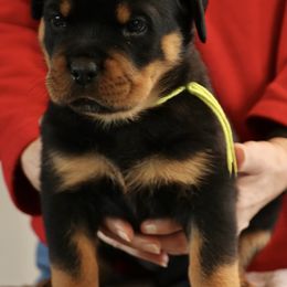 Rottweiler Puppies from Flusstal Rottweilers