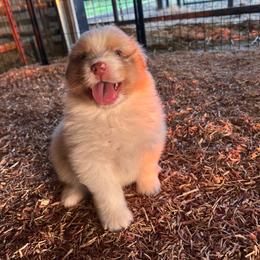 Top Draft Mr Salty Bronc - Red merle male Australian Shepherd puppy in Washington, Oklahoma from Top Draft Genetics