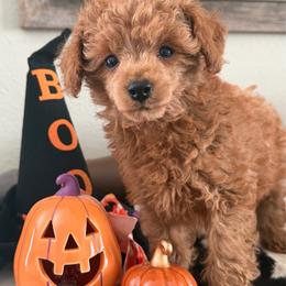 Lucas - Red  male Poodle puppy in Kidder, South Dakota from Continental Cavaliers