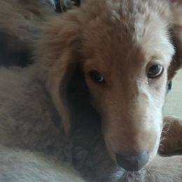 Erica - Apricot female Labradoodle puppy in Henderson, Nevada from Hills labradoodles