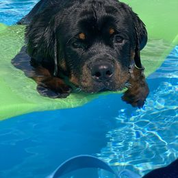 Border Collie and Rottweiler All Grown Up from KJB Kennels