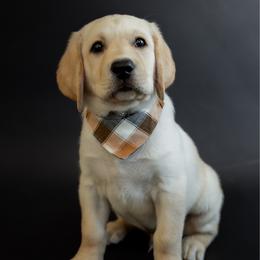 Patriot - Yellow male Labrador Retriever puppy in Allons, Tennessee from UC Labradors LLC