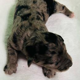 Boy 3 - Blue merle male Aussiedoodle puppy in Saratoga Springs, New York from Rock Springs Australian Shepherds
