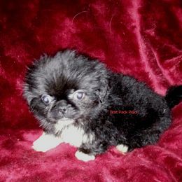 Ozzy - Black male Pekingese puppy in Willow Spring, South Carolina from Pekingese Zoo