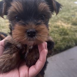 Yorkshire Terrier Puppies from Alvarado’s Yorkies
