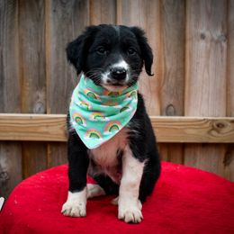 Border Collie, Golden Retriever, and Sporty Mix Puppies from Turbo Border Collies & Coltrievers