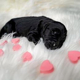 Onyx - Phantom male Goldendoodle puppy in Portsmouth, Virginia from Hopping Howlers Ranch