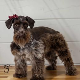 Georgia - Miniature Schnauzer