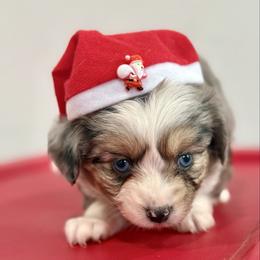 Kalli - Blue merle female Toy Australian Shepherd puppy in Puryear, Tennessee from A&W Toy Aussies