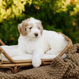 Bernedoodle and Cavapoo Puppies from Coffey House Doodles