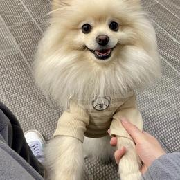 Pearl - Pomeranian