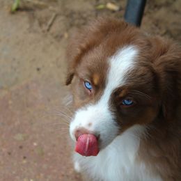 Australian Shepherd Puppies from Faith Valley Australian Shepherds