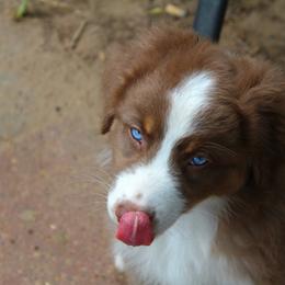Australian Shepherd Puppies from Faith Valley Australian Shepherds