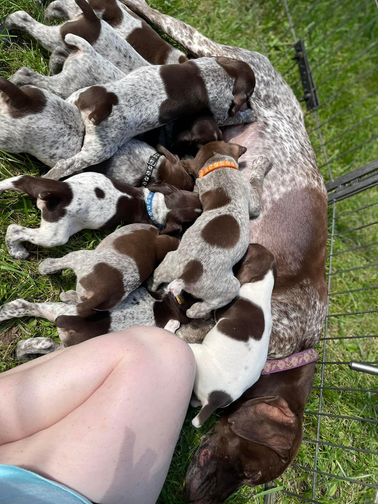 Grace Lynn Kennels in Virginia German Shorthaired Pointer and Goldendoodle puppies Good Dog