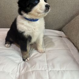 Australian Shepherd Puppies from Double R Farm Aussies