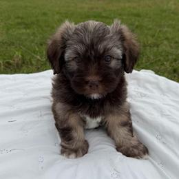 Sable male - Silver sable male Havanese puppy in Douglas, Georgia from Huffer Hounds and Havanese