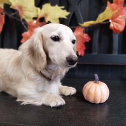 Amelia - Dachshund