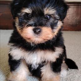 Trixie - Black and tan female Havanese puppy in Kinston, North Carolina from Court Jester Havanese and Russian Salon Dogs