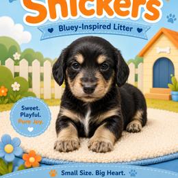 Snickers - Black and cream male Dachshund puppy in Longview, Texas from Gee Dogs- Dachshunds and Bernedoodles