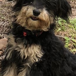 Aussiedoodle and Poodle Puppies from BA Doodles & Poodles