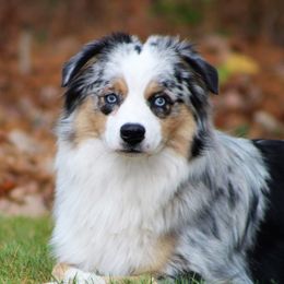 Drifter - Miniature Australian Shepherd