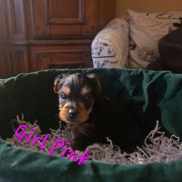 Girl Pink - Black and gold female Yorkshire Terrier puppy in St. Louis, Missouri from Yorkieville - Shih Tzu Nation