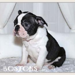 Goose - Black and white male Boston Terrier puppy in North Central, Vermont from Windy Valley’s Bostons