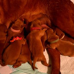 Marshmallow - Yellow male Labrador Retriever puppy in Carlsbad, New Mexico from ECMO Farm Dalmatians & Labrador Retrievers