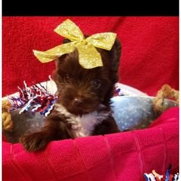 Girl 3 - Liver female Yorkshire Terrier puppy in Marion Station, Maryland from Anna's Yorkie Treasures