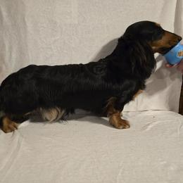 Wren - Dachshund