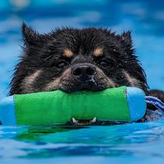 Finnish Lapphunds from Moonshot Finnish Lapphunds