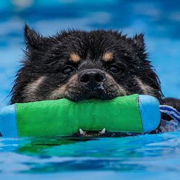 Finnish Lapphunds from Moonshot Finnish Lapphunds