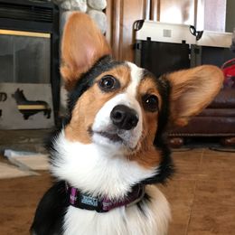 STX - Pembroke Welsh Corgi