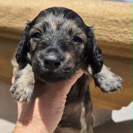 Husk AKC Cream Brindle longhaired mini dachshund - Brindle male Dachshund puppy in Las Cruces, New Mexico from The Dachshund Den