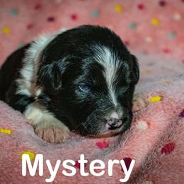 Mystery - female Sporty Mix puppy in Richland, Michigan from Seay's Sporty Mixes