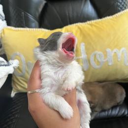 Blue - Blue parti male Pomeranian puppy in Randleman, North Carolina from Luxurious Poms