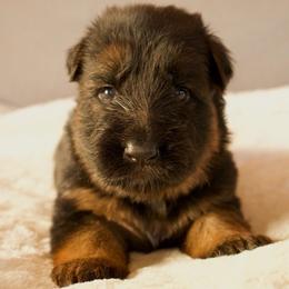 Jorro - Black and red male German Shepherd puppy in Garland, Maine from Vom Schön Traumhund