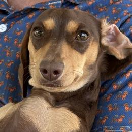 Teeqi Woo - Dachshund