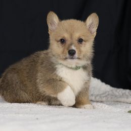 Pembroke Welsh Corgi Puppies from Corgi Companions