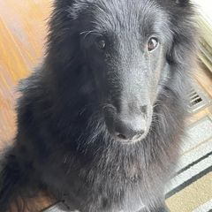 Belgian Sheepdogs and Belgian Tervuren from Gina's Belgians