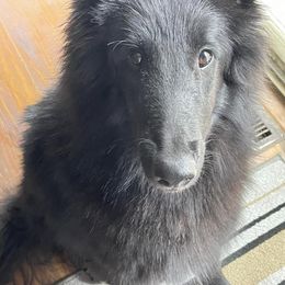 Belgian Sheepdogs and Belgian Tervuren from Gina's Belgians