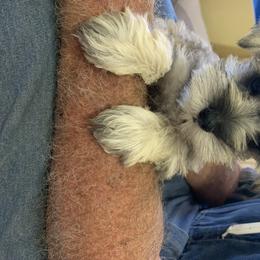 Miniature Schnauzer Puppies from Circle R Ranch