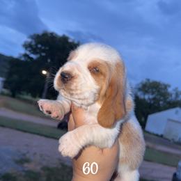 MC 60 - Red and white male Basset Hound puppy in Conway, Missouri from Ozark Mountain Kennel