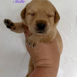 Stelle - Yellow female Labrador Retriever puppy in Tomahawk, Wisconsin from Mahner Labs