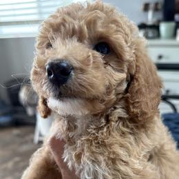 NIck-green collar - Apricot male Goldendoodle puppy in Daytona Beach, Florida from Lindy’s Doodles