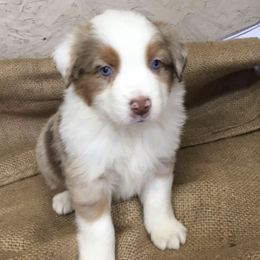 Australian Shepherds from Lakes Australian Shepherds