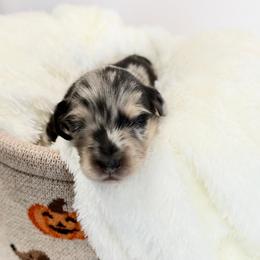 Zero - Dapple male Dachshund puppy in Perris, California from THE DACH HOUSE ♡